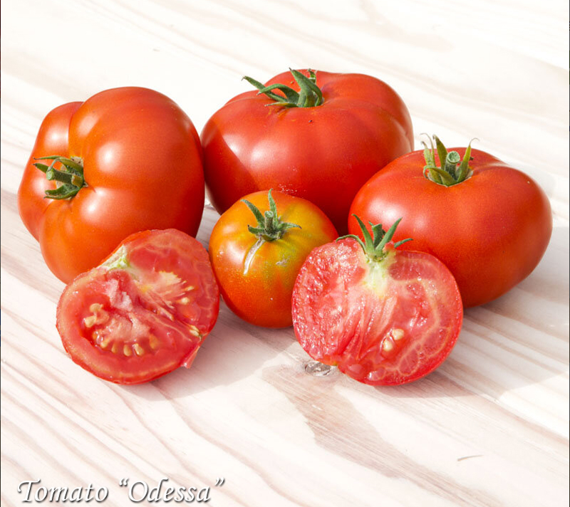 Томат Одесса, Tomato Odessa tomaatti